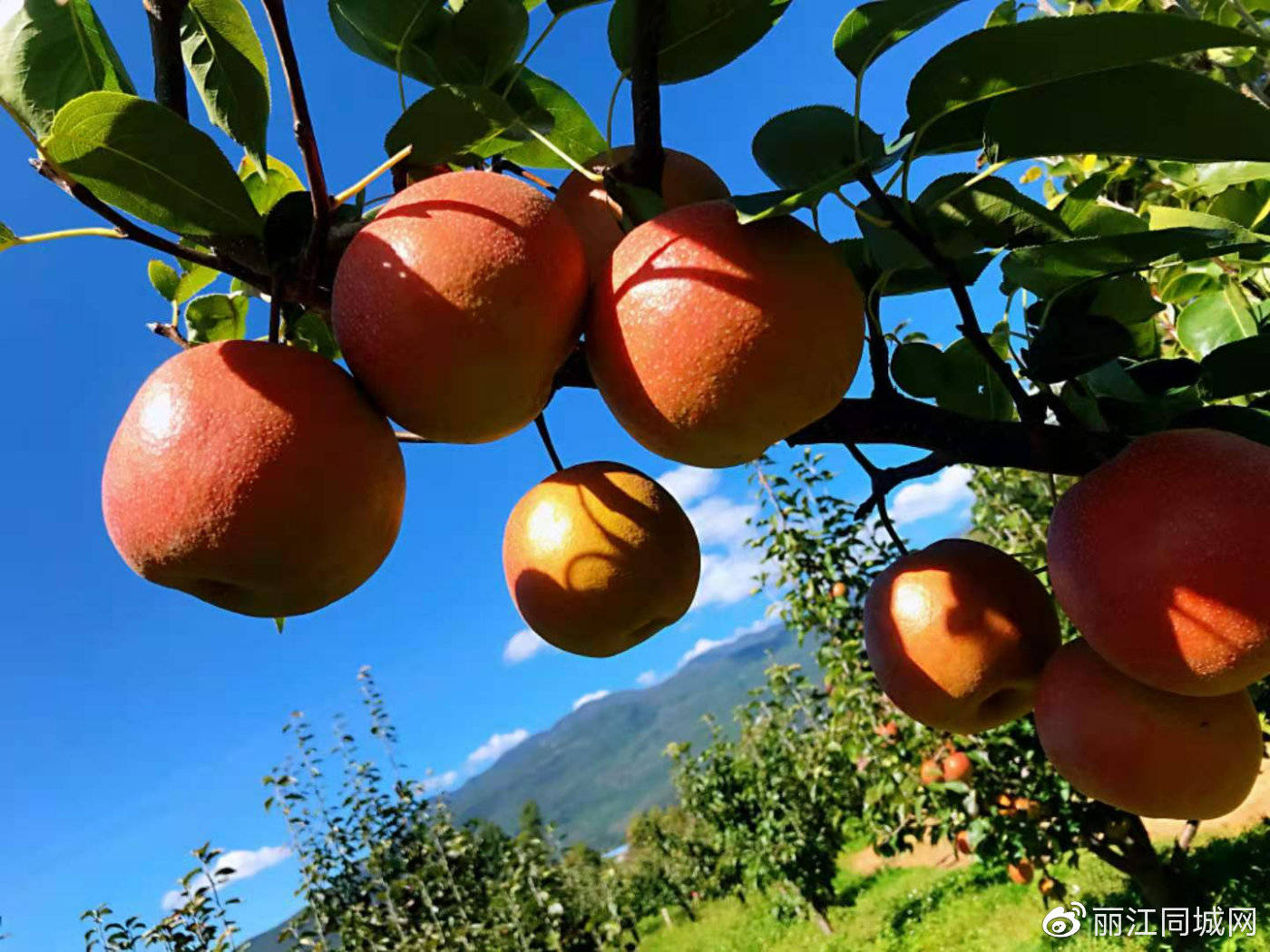 木梨口感细腻而鲜甜,透光度较好,外形匀称,因为有了