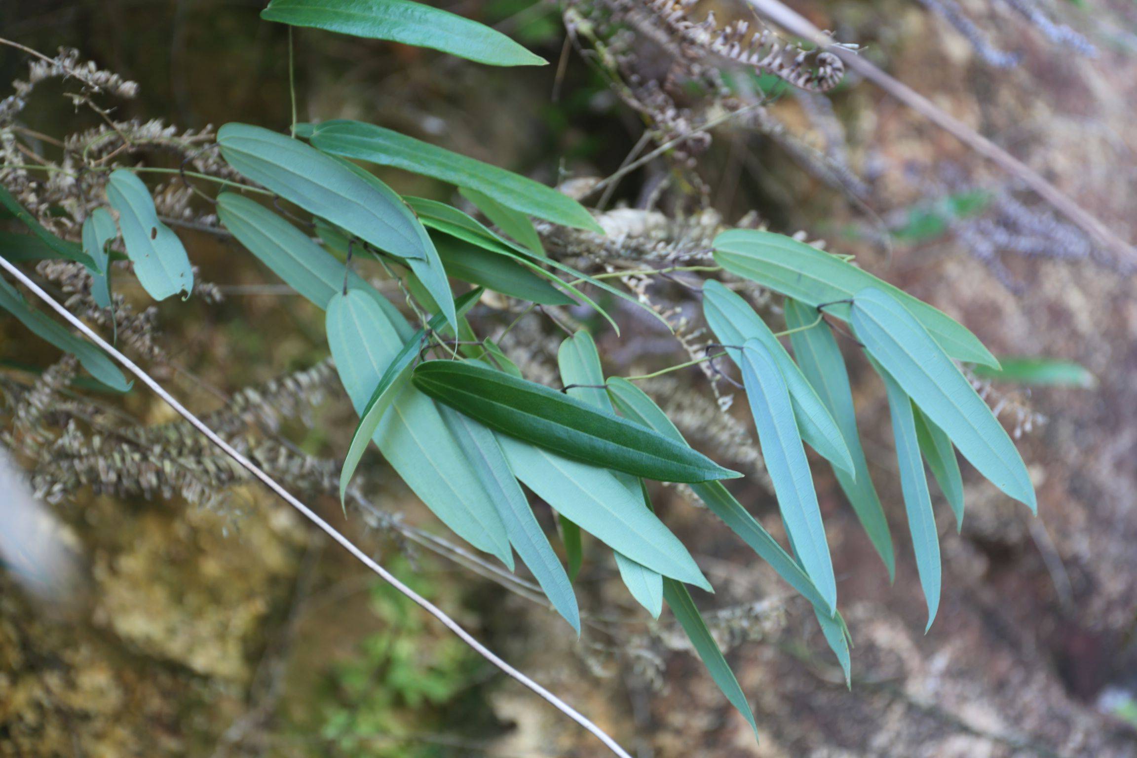 庆元植物1326薯蓣科薯蓣属大青薯