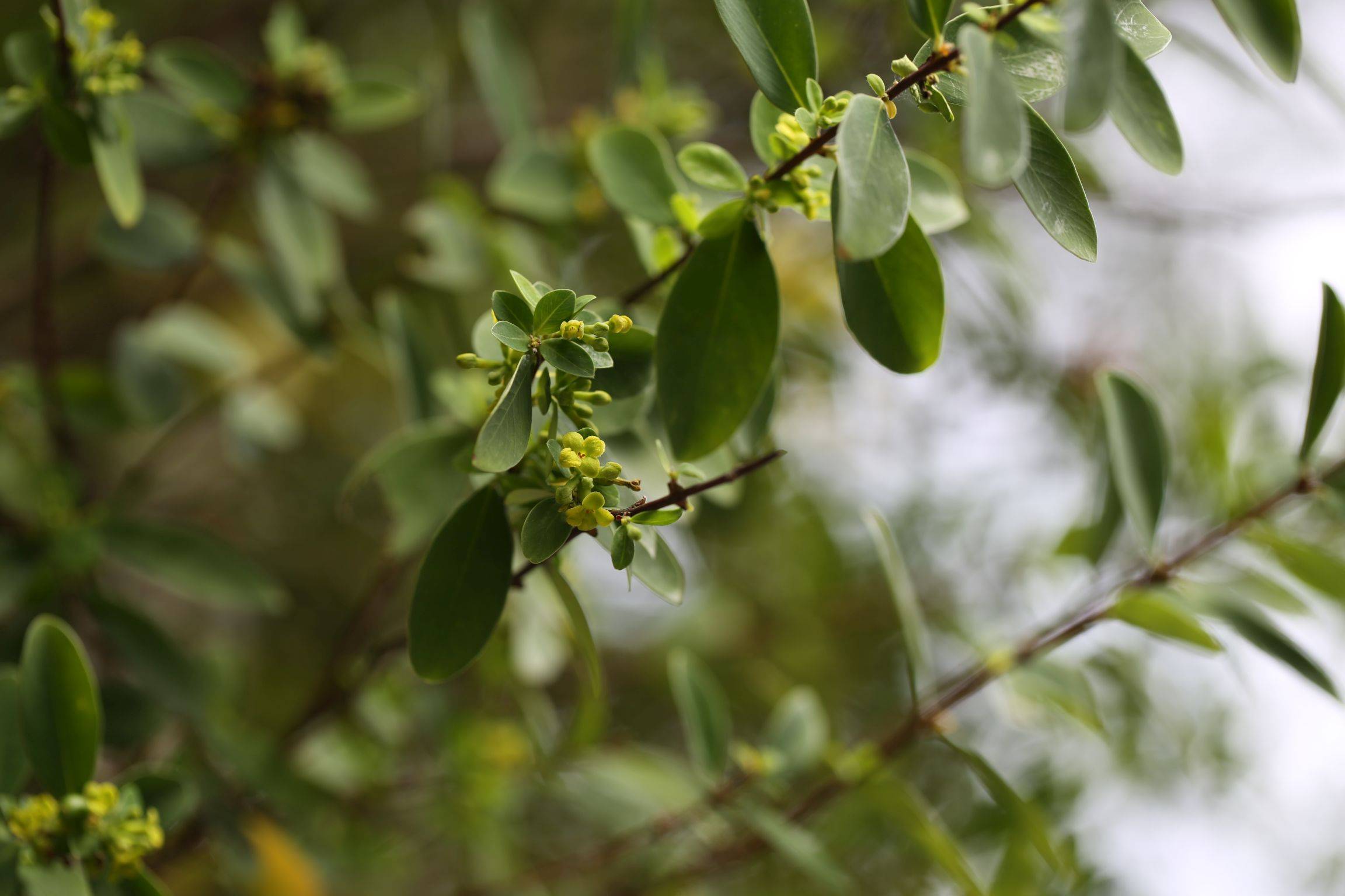 庆元植物1327瑞香科荛花属了哥王