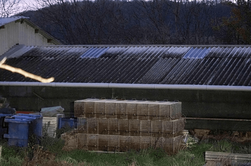 法国一养殖场水貂感染新冠病毒