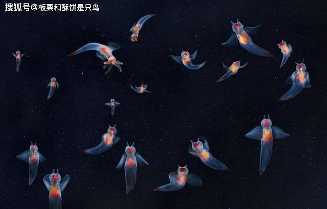 海天使：生活在极地，透明的身体长有翅膀，被人们视为好运的象征_海域