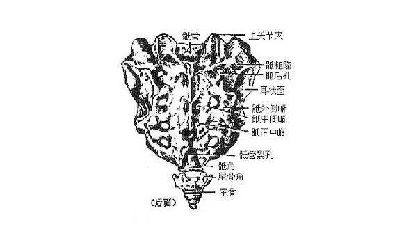 骶管囊腫和馬尾神經損傷之間有什麼關係嗎?為什麼症狀很像