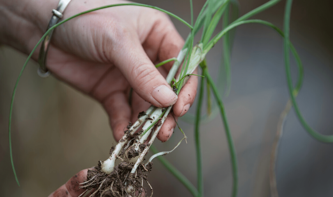 农村常见的野葱可以炒食也可以腌制有些人想吃却买不到