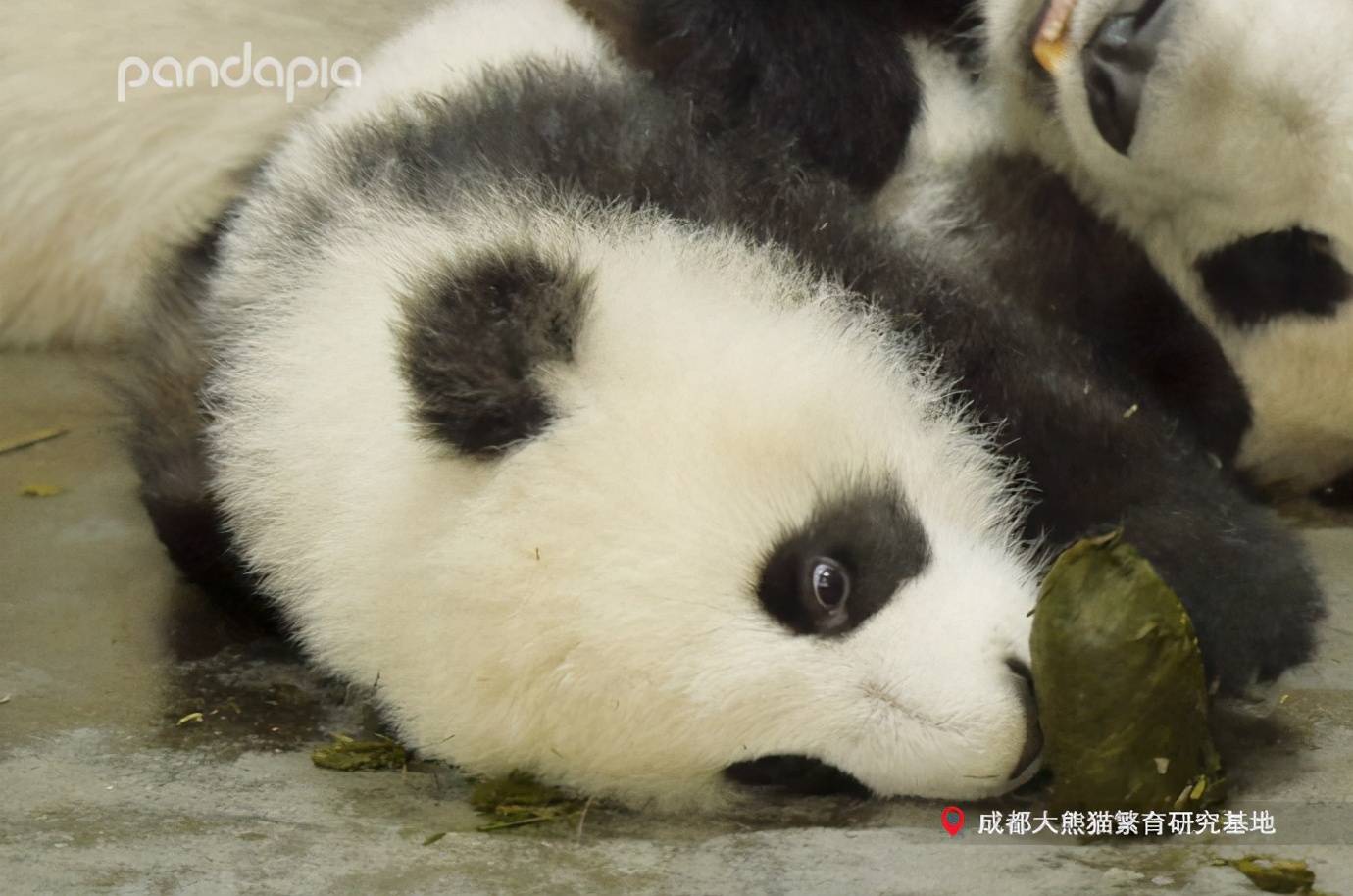 出彩"滚滚" | 没玩过青团的童年是不完整的