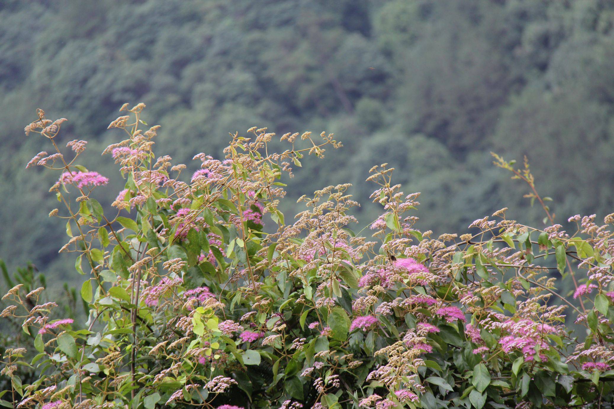 庆元植物1330马鞭草科紫珠属全缘叶紫珠