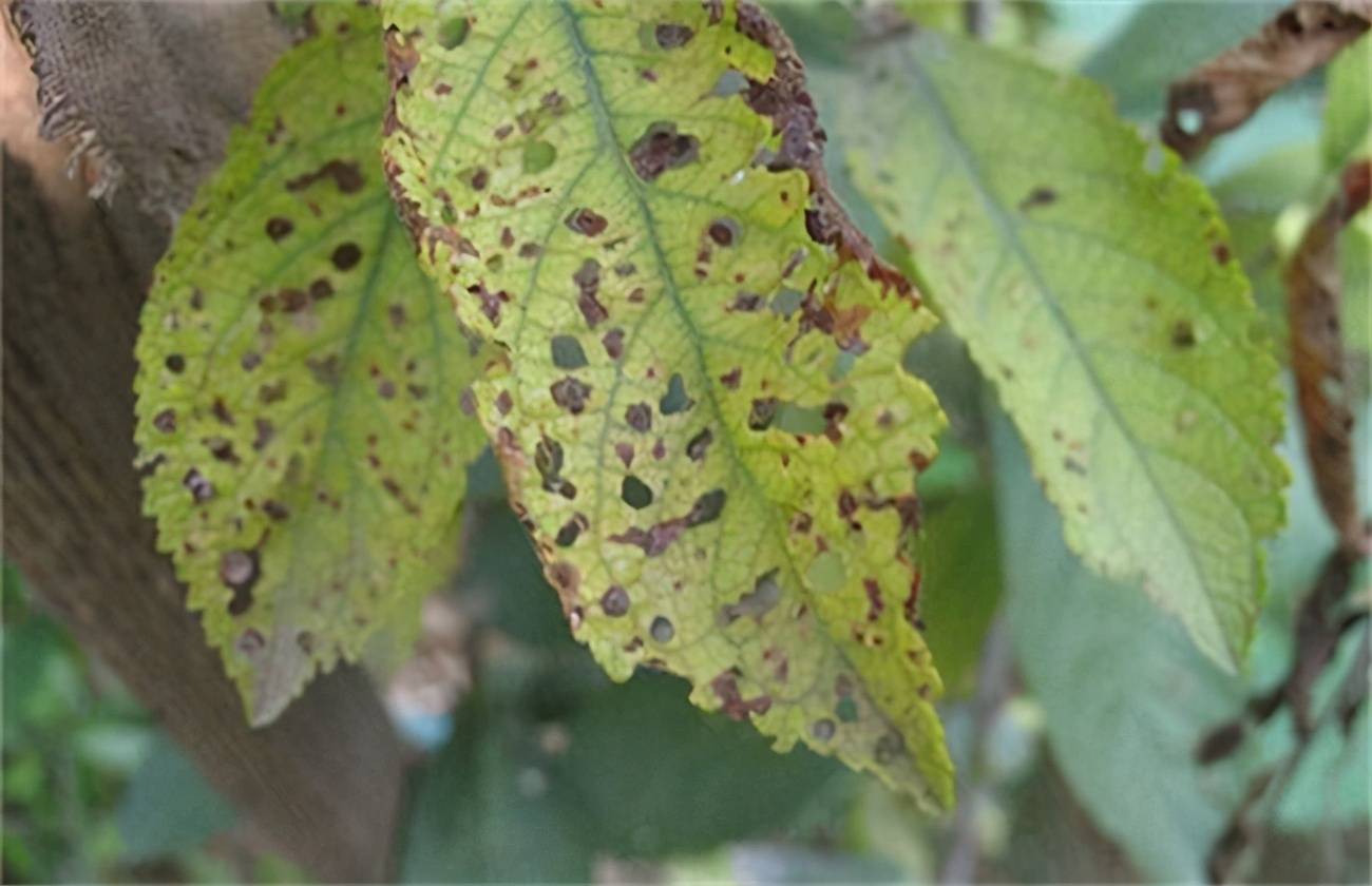 桃子细菌性穿孔病的防治