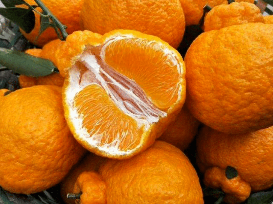 正宗丑橘的特点图片图片