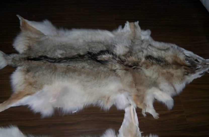 女大学生带祖传狼皮鉴宝专家情绪失控并拒绝鉴定这是为何