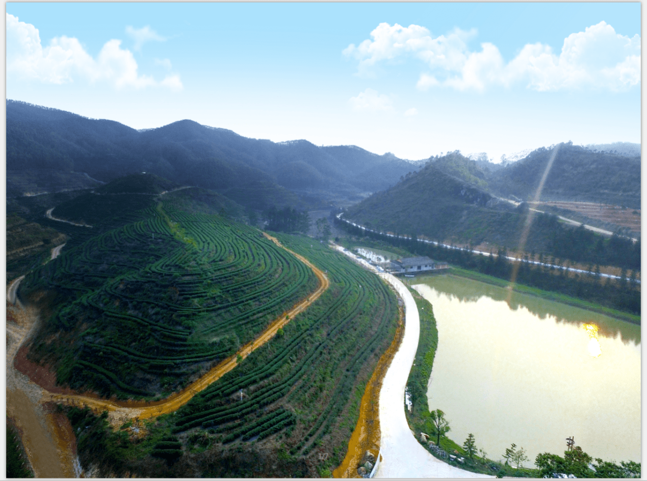 绿水青山出好茶|"中国地理标志产品活力指数发布"开平"大沙里"茶获奖!