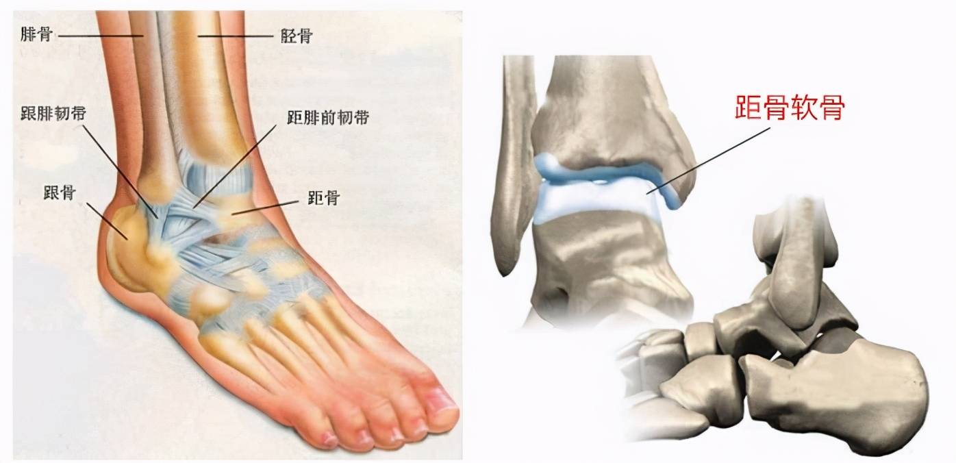 脚踝骨结构图示意图图片