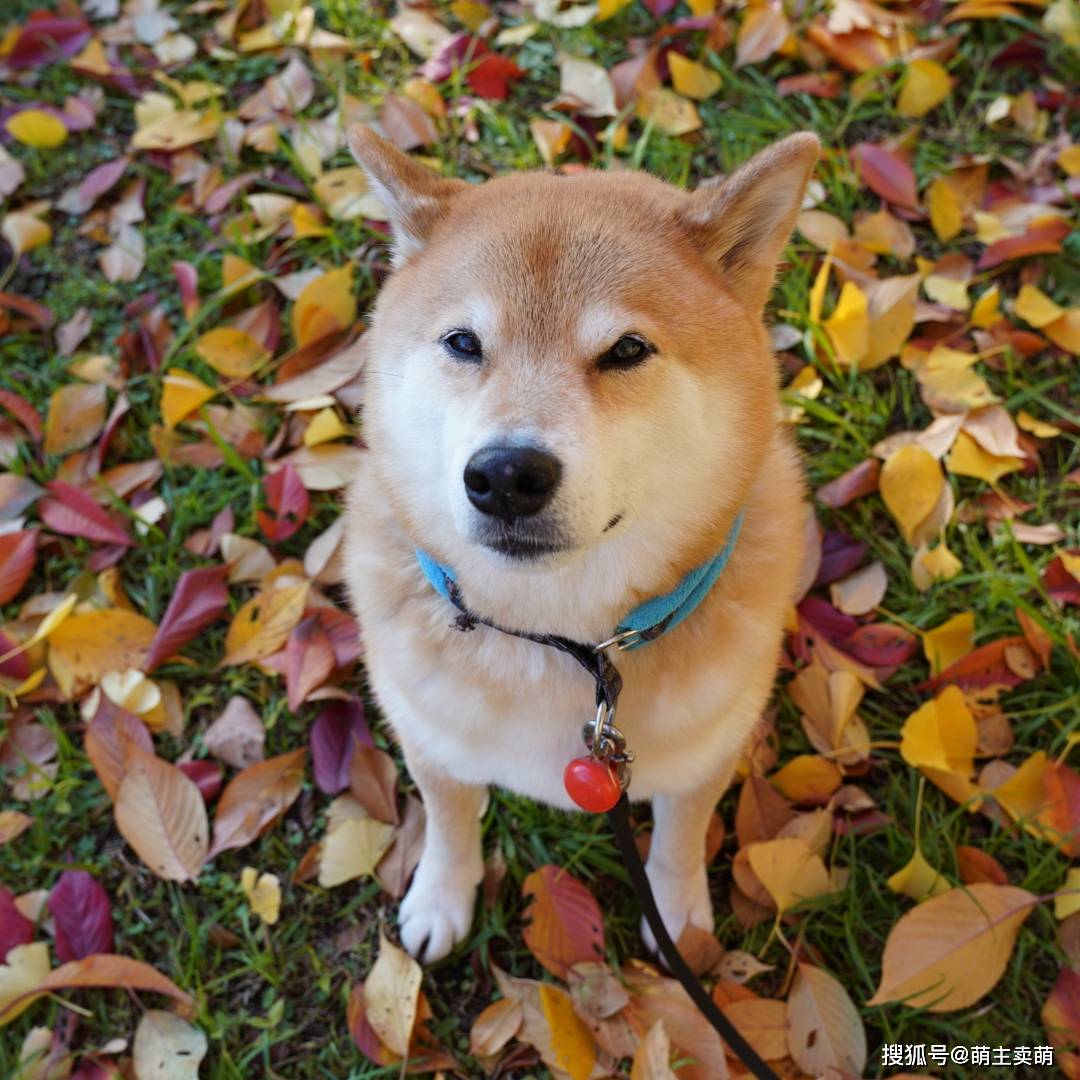 漂亮可爱的柴猪