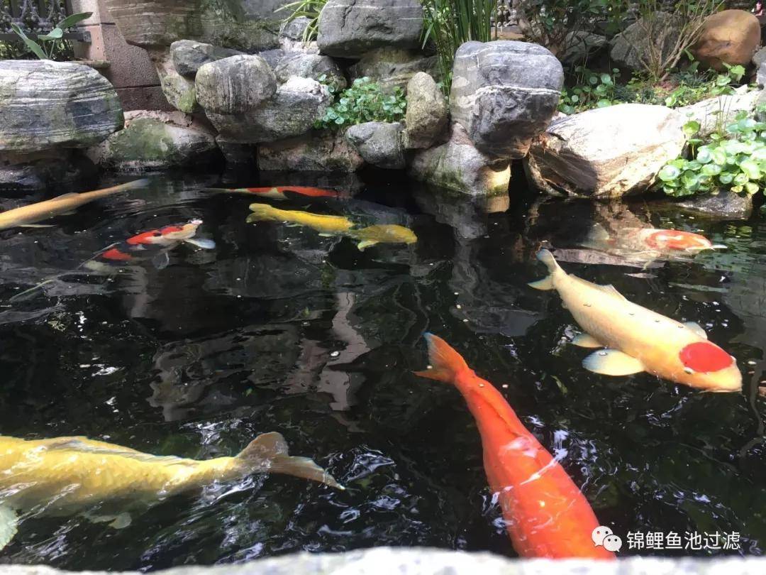 别看庭院小,池塘照样可以有_鱼池