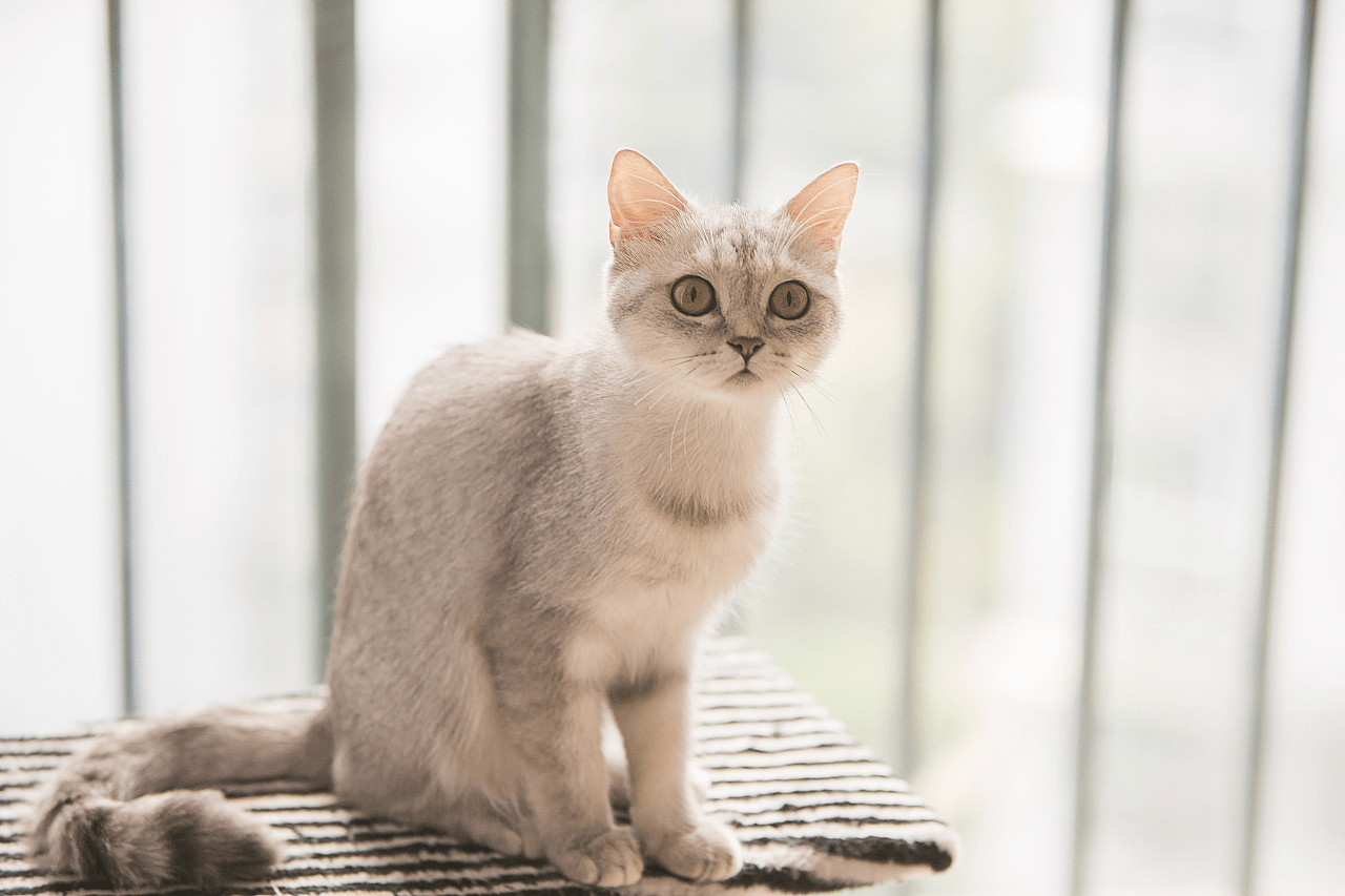 猫有必要吃卵磷脂吗,猫咪美毛小知识_毛发