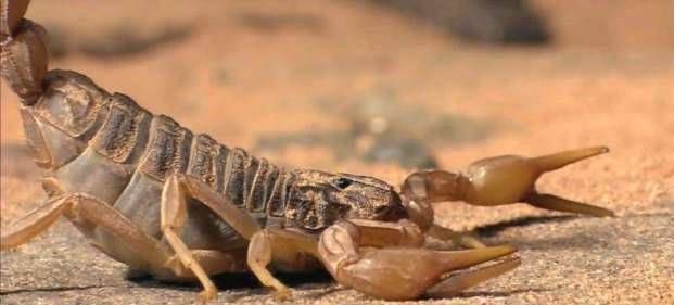 蝎子想捕食老鼠,却被老鼠按在地上一顿揍,被打到怀疑人生_尾巴