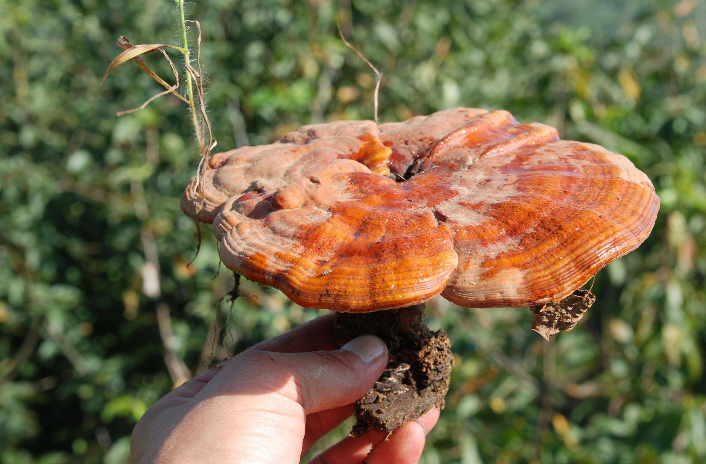 不得不说一种植物,它在前些年的种植业中,可以说是一种"香饽饽"的存在
