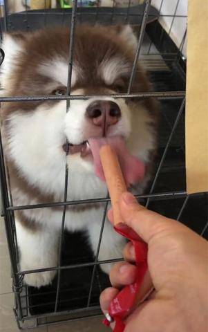 一看见火腿肠,阿拉斯加的智商蹭蹭往下降!_狗狗