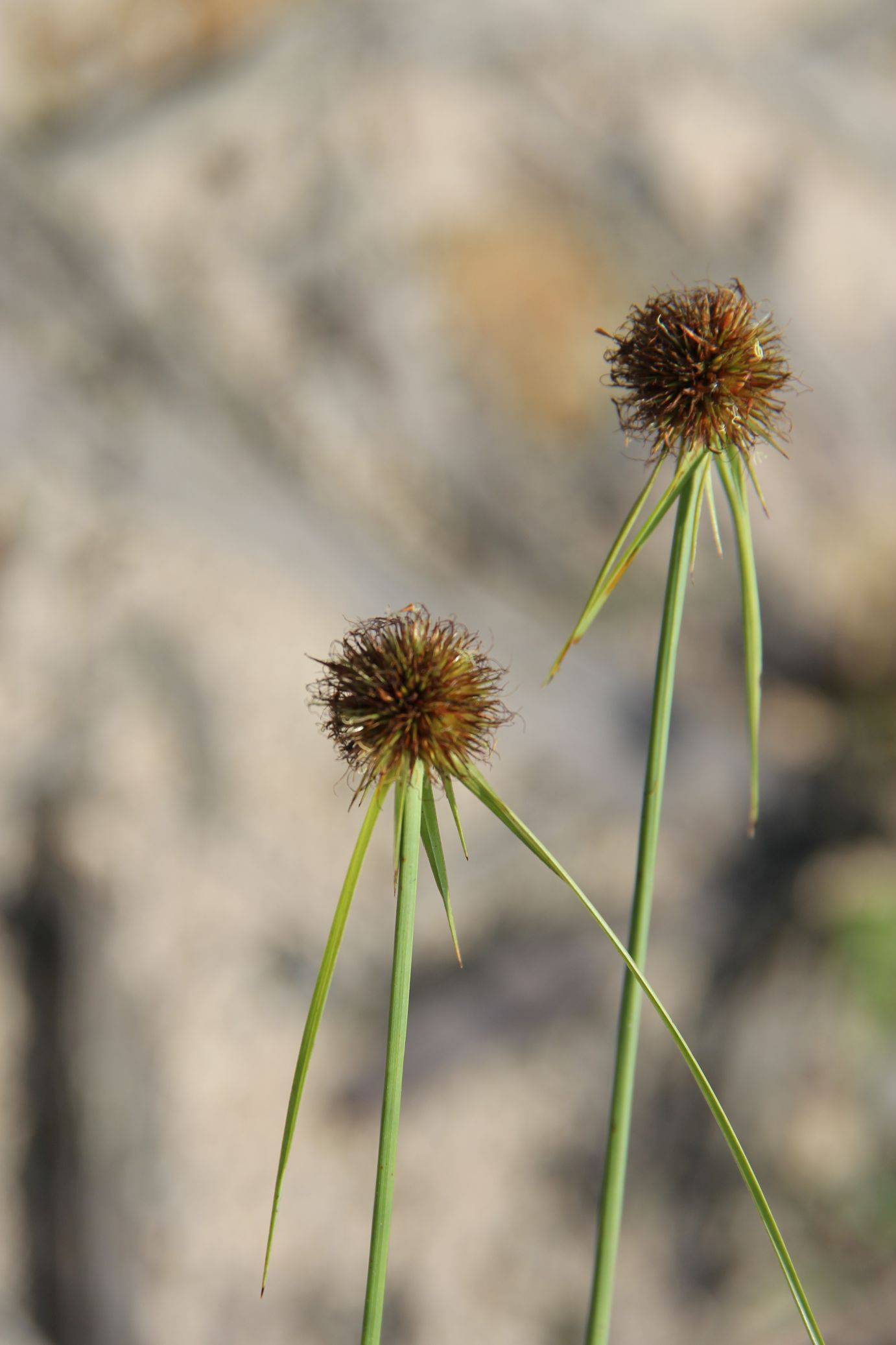 庆元植物1334-莎草科-刺子莞属-刺子莞_手机搜狐网