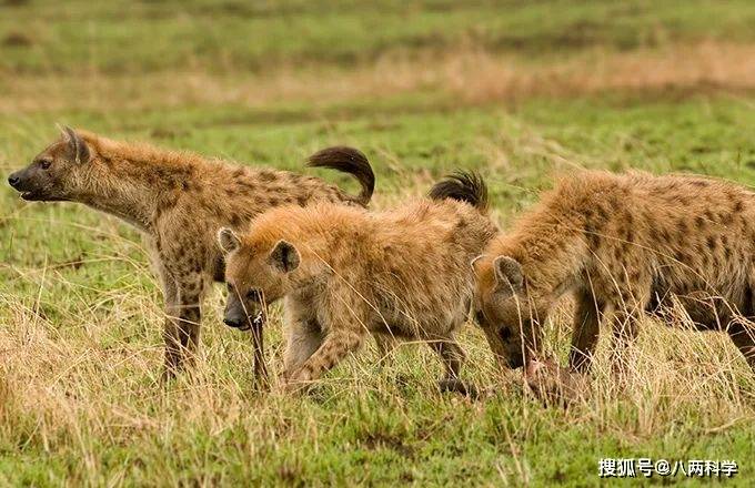 10只成年斑鬣狗遇上成年雄性东北虎谁的胜算比较大