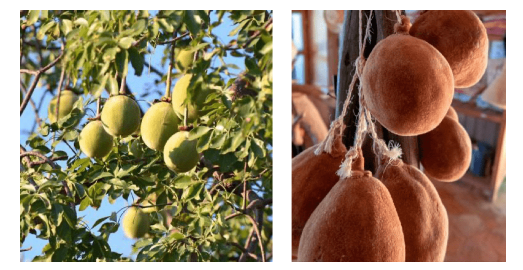 非洲猴面包树(adansonia digitata)又叫波巴布树,是唯一一种超过2000