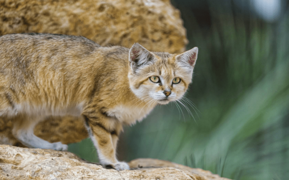 原创5种活久见的猫科动物你听说过吗