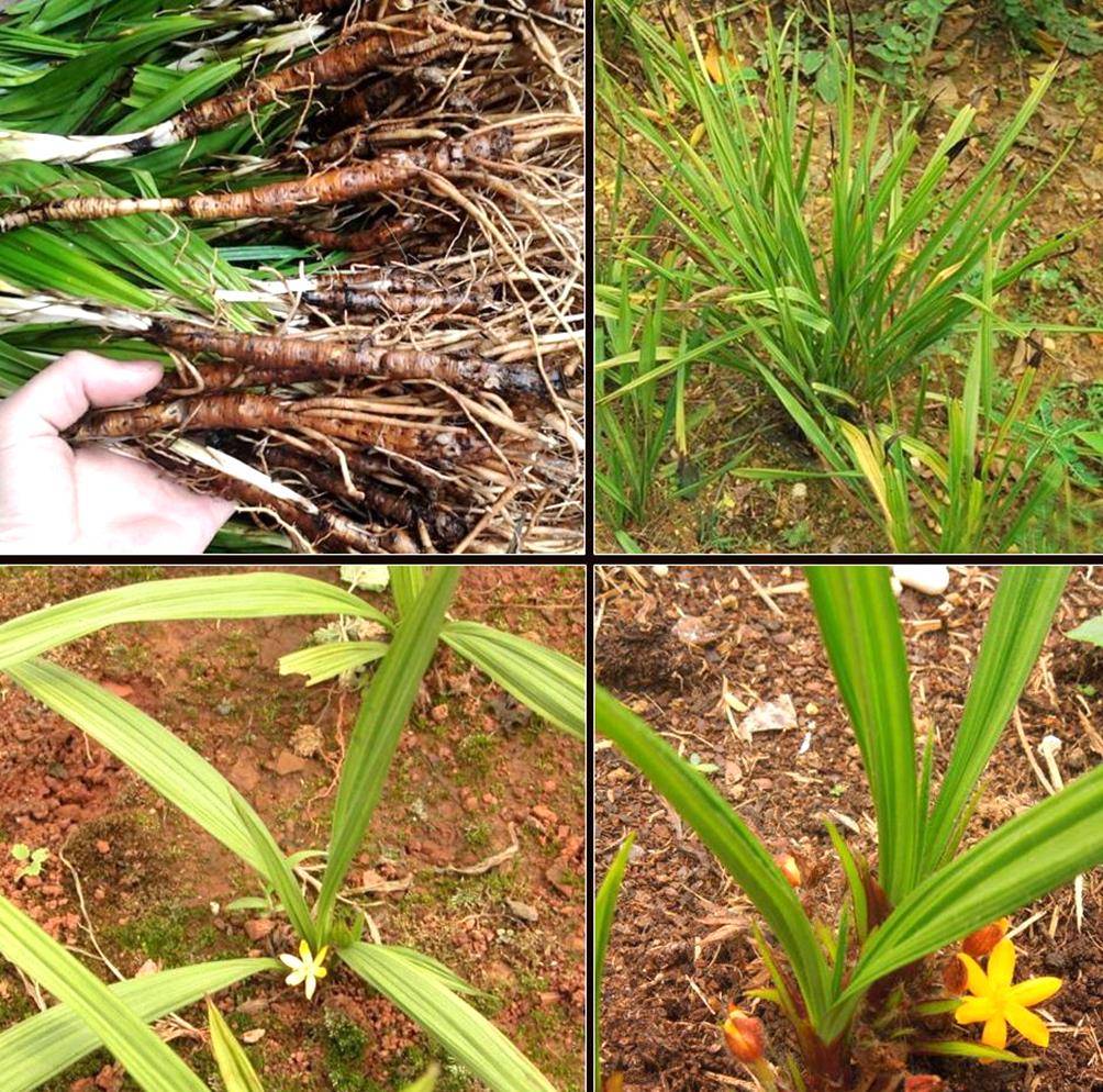 农村一种野草外形很仙如今一斤200成天价稀有参