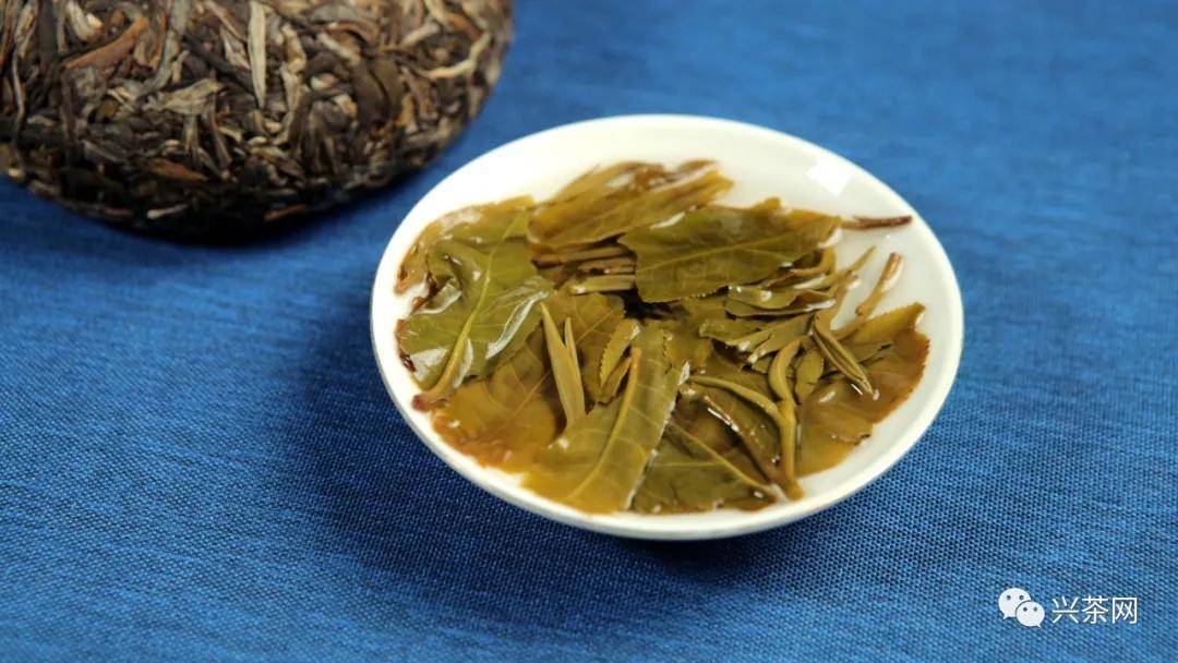 评测下关沱茶生态班章沱展现威严尊贵浓烈霸气之气质