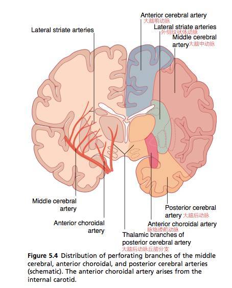 脑室部的分支形成侧脑室的脉络丛,与来自大脑后动脉的脉络膜后外侧