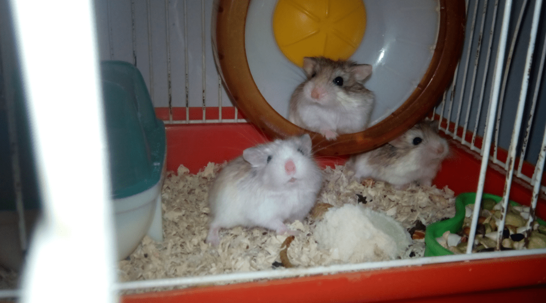 养仓鼠需要记住这4点!不要拿它的生命做"赌注"_活埋