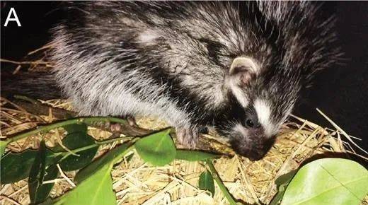 犹他大学和史密森生物保护研究所生物学家萨拉·温斯坦观察到,鬃鼠