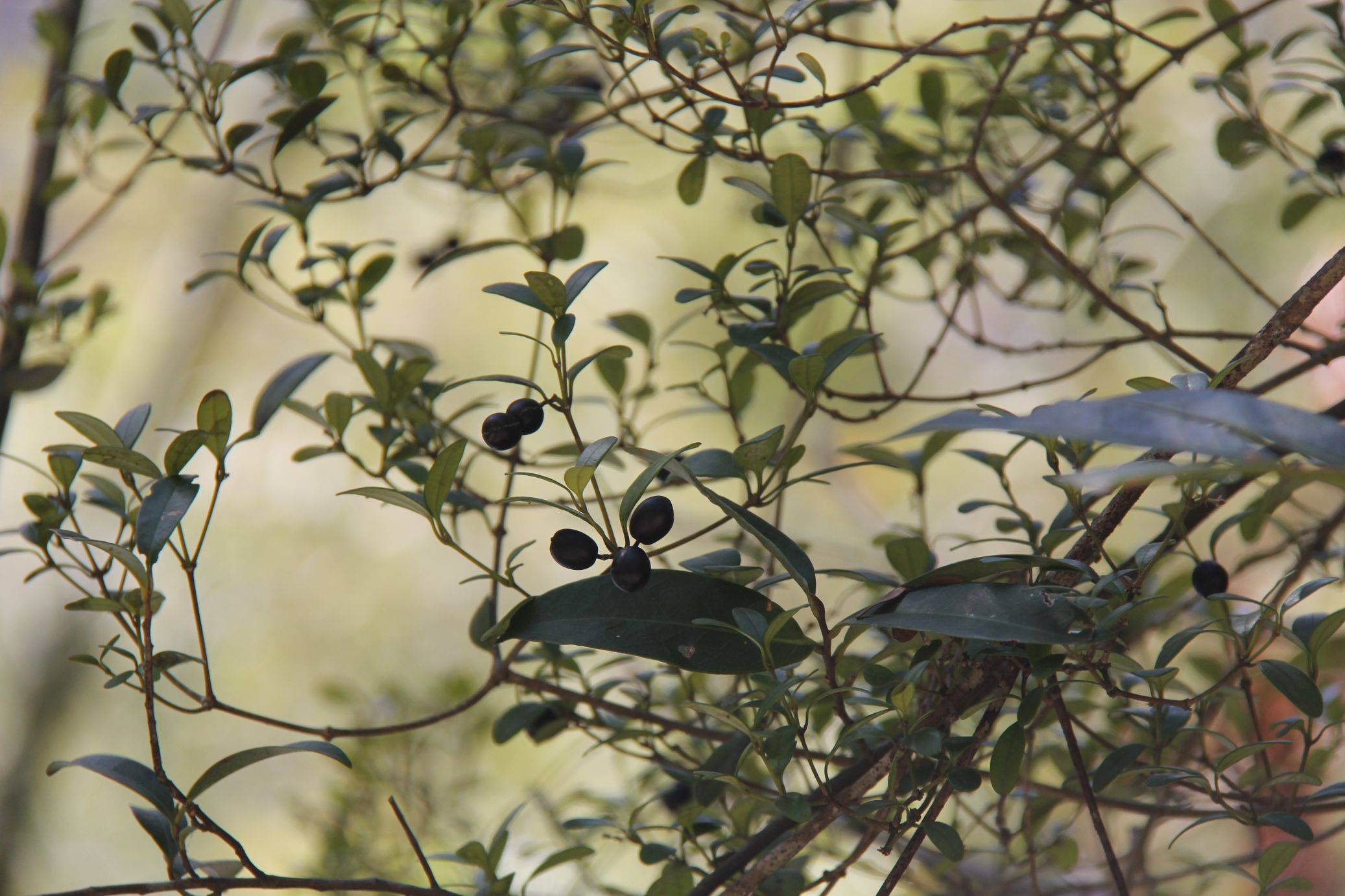 庆元植物1335-夹竹桃科-链珠藤属-链珠藤