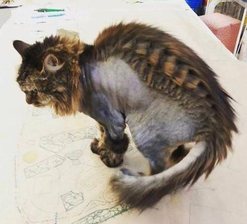 那些年给猫咪剪毛的故事