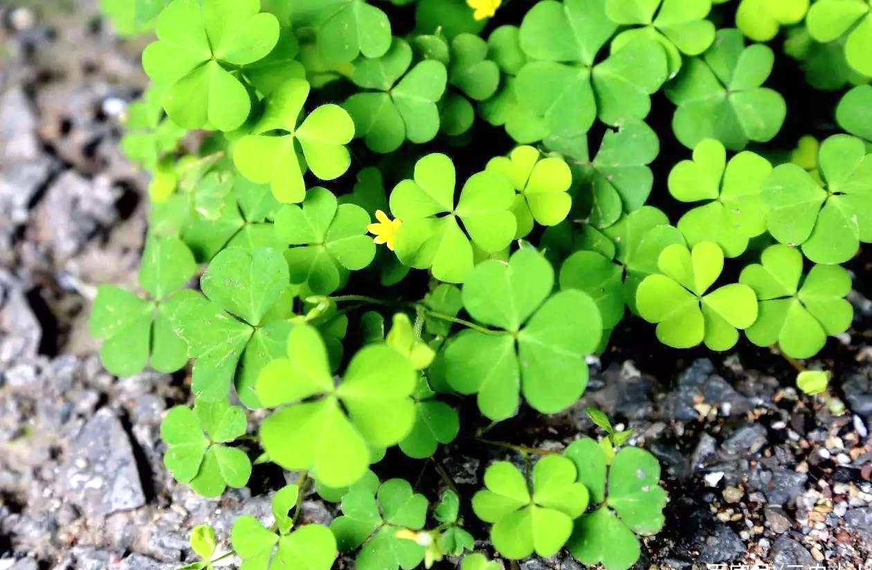 农村一种野草"水晶萝卜",若见到人采挖,别笑话:他可能是行家