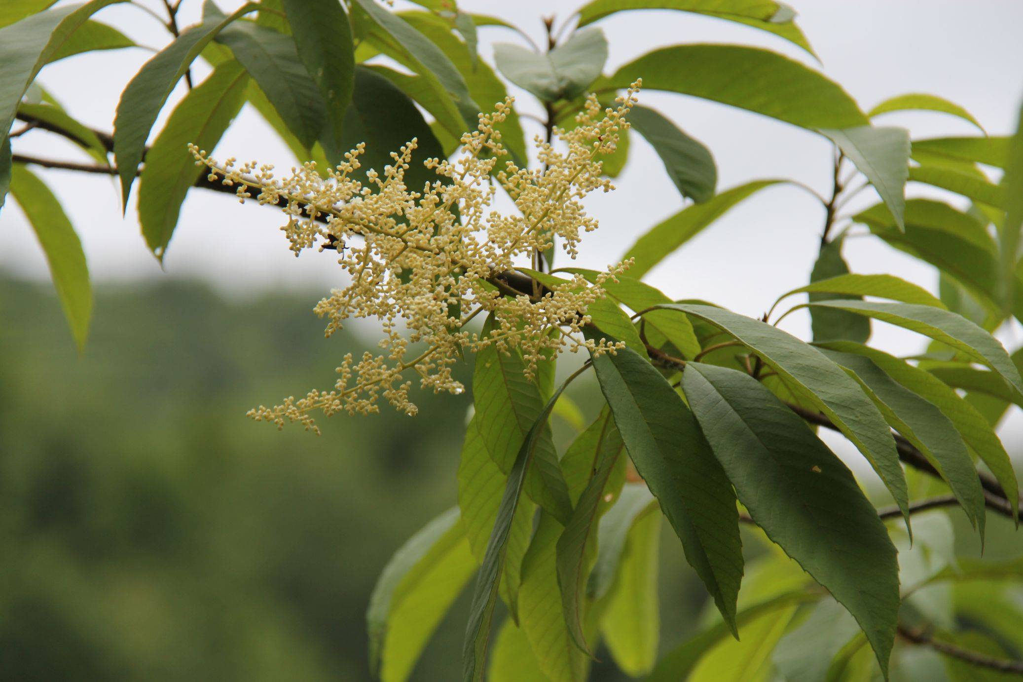 庆元植物1337-清风藤科-泡花树属-柔毛泡花树