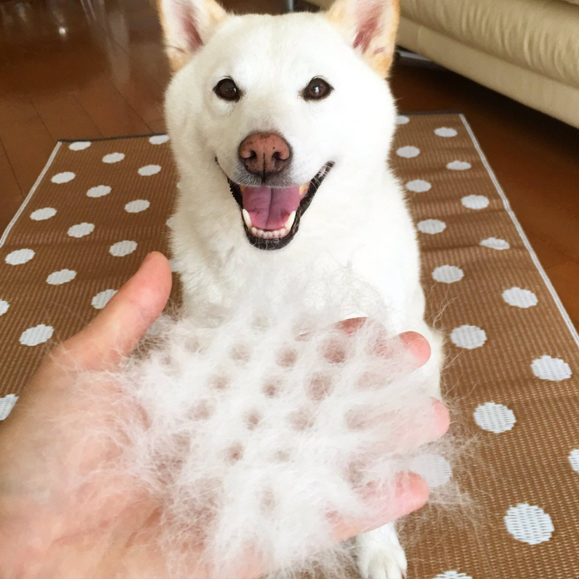 在夏天时散热,因为柴犬在夏天时散热,因此柴犬每年会有两次换毛的时间