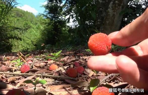 原创农村这种野果子6月份才成熟山上很常见用来泡酒味道一绝