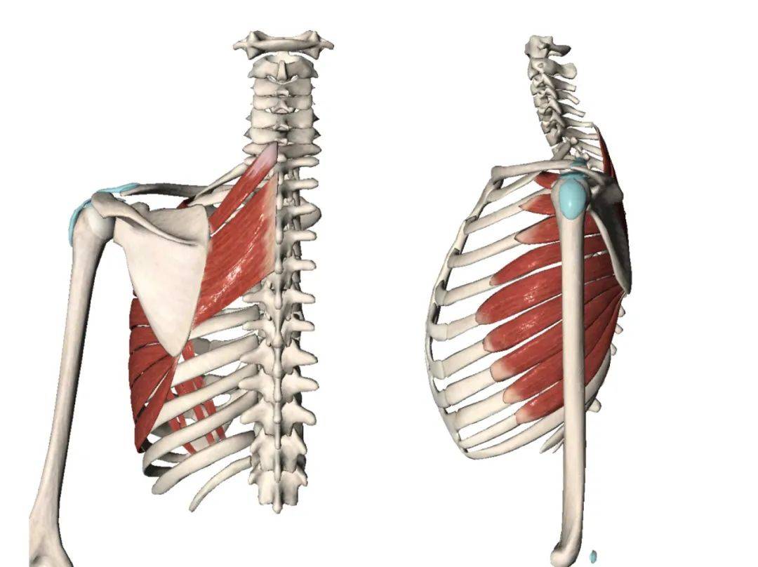 這個問題的答案並不複雜那就是位於肩胛骨前方的前鋸肌和後方的菱形肌