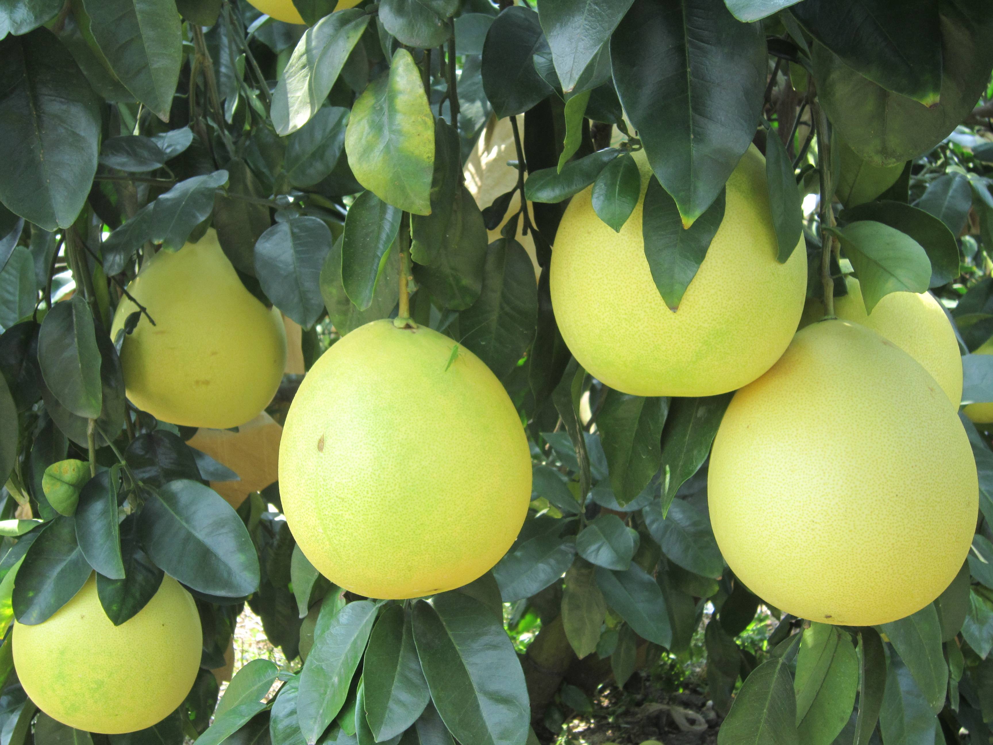 贵州4万斤"天眼"蜜柚出口俄罗斯