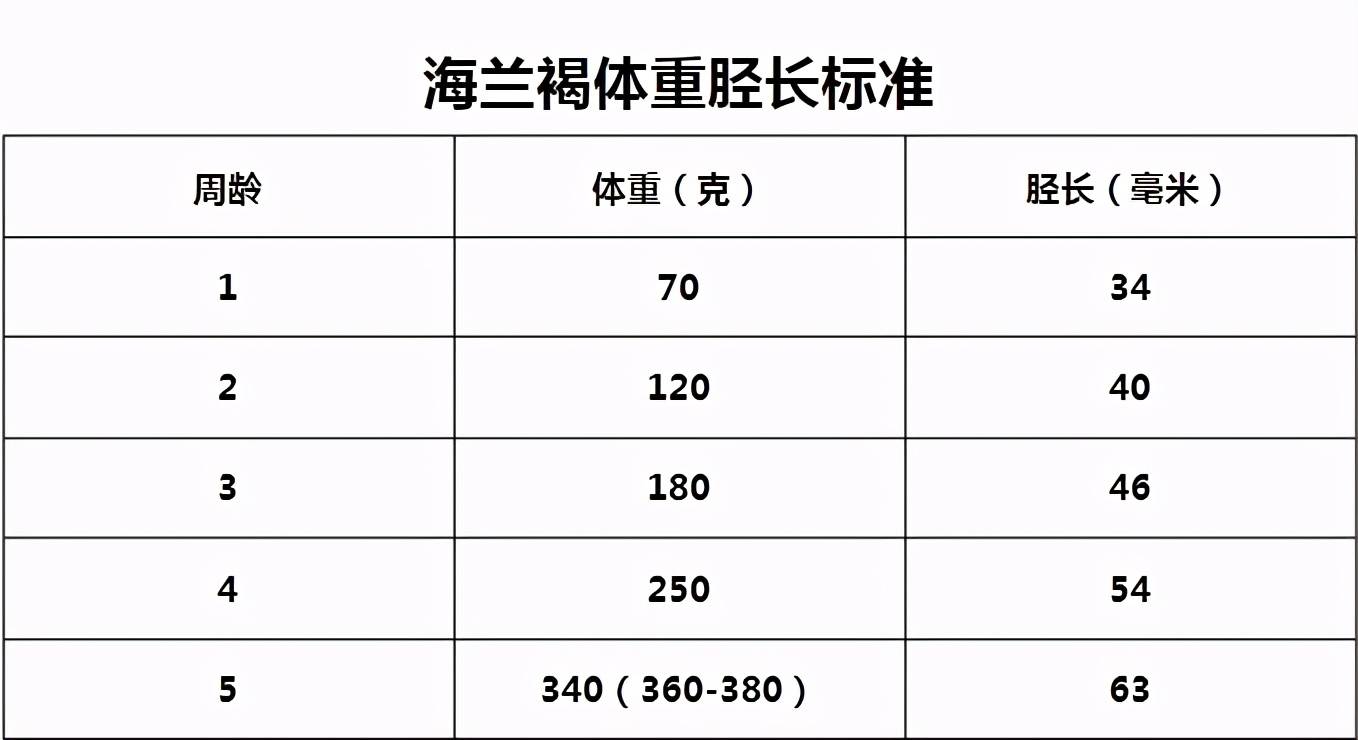 蛋鸡雏鸡日龄体重表图片