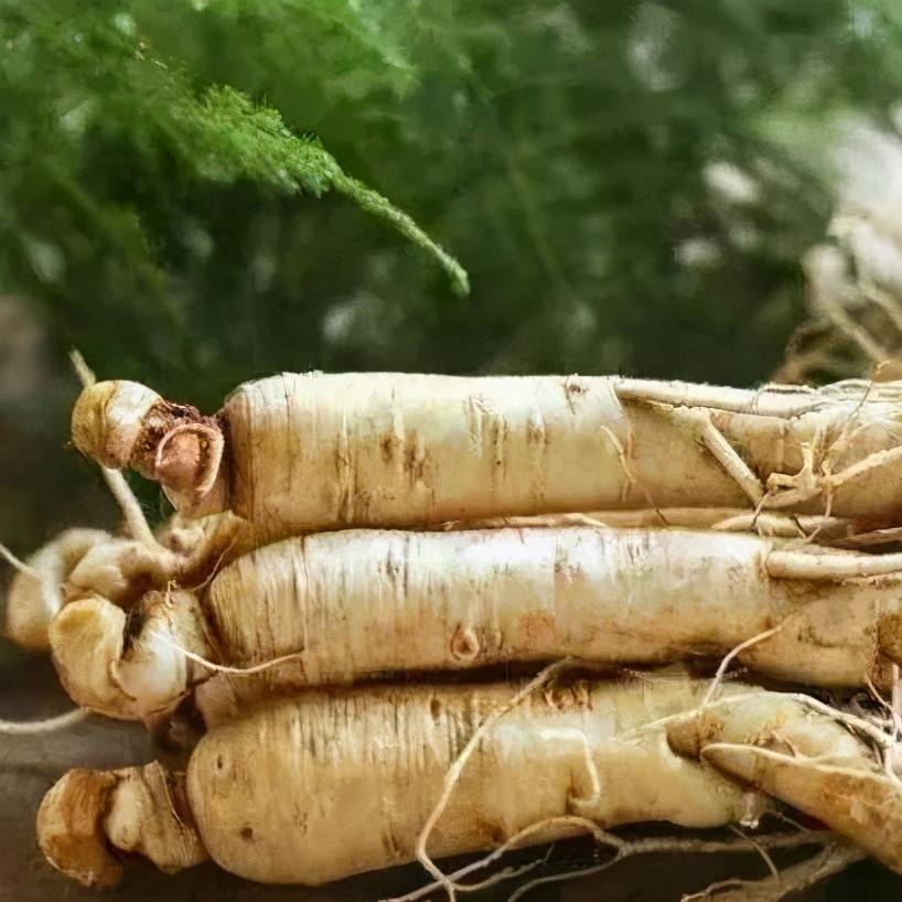 99%的人不知道:哪种人参好?如何挑到优质人参?