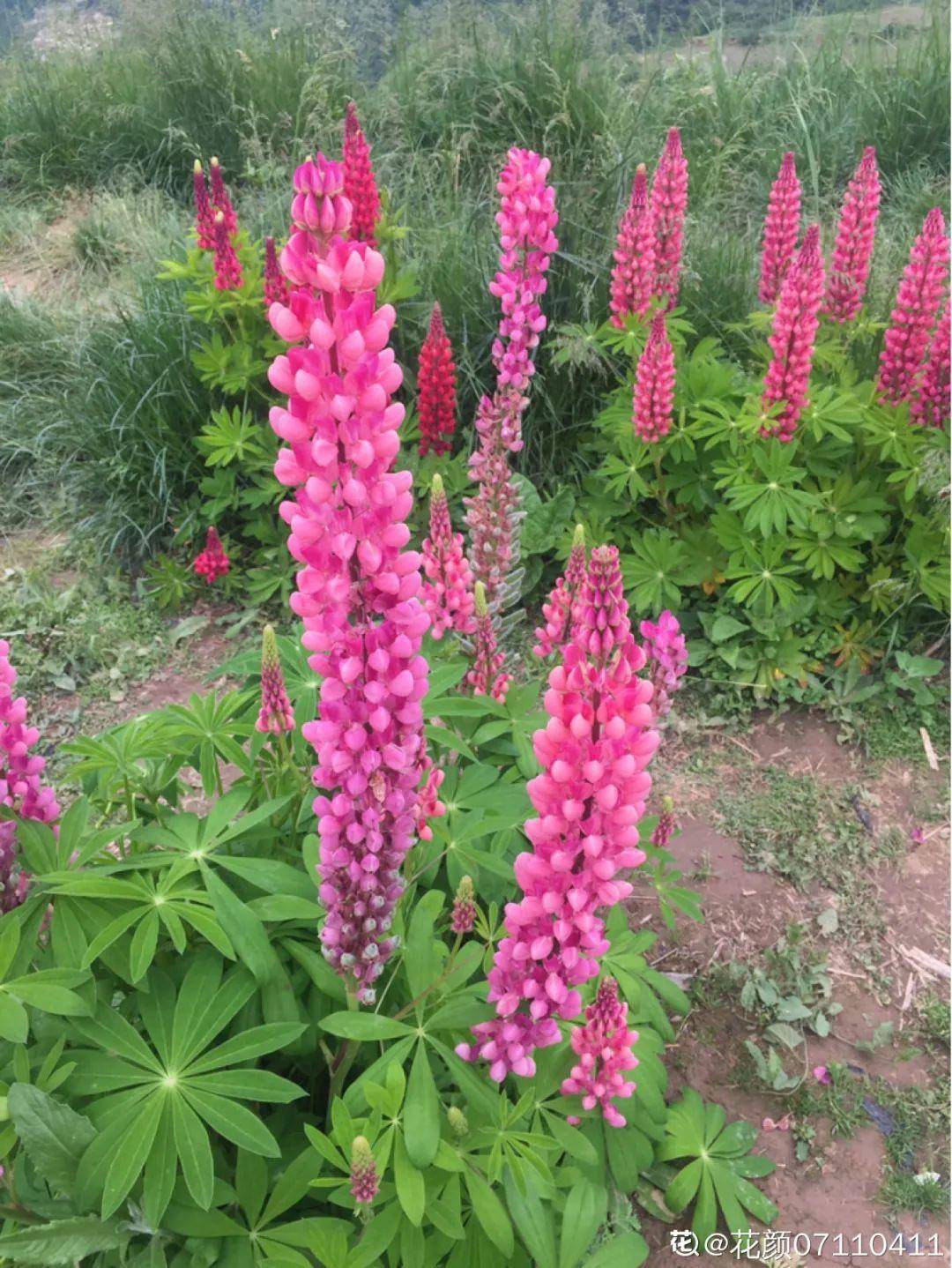 原创飞燕草竖着长开花冲房顶一串串真美