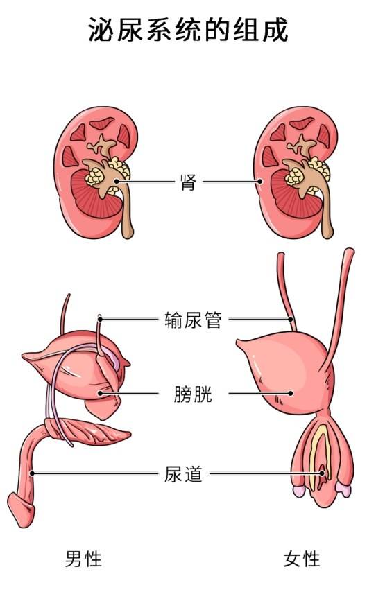 泌尿外科里让人脸红的病,比一比哪个更尴尬