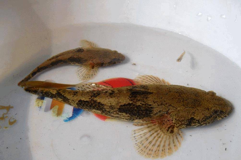 农村这种趴地虎价格越来越贵90元一斤不好买已成稀罕货