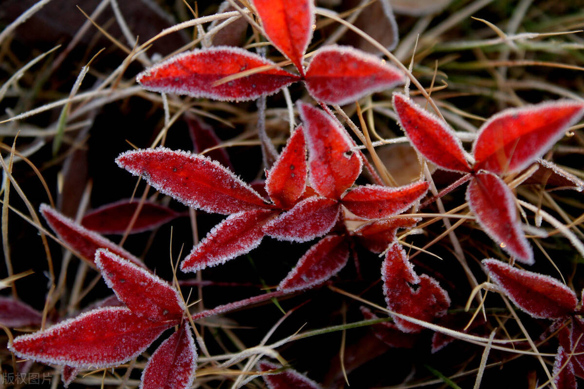 江苏淮安:"大雪"将至,植物叶片凝霜宛若镶上了一圈花边