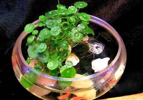 原创铜钱草和鱼一起养2点做到位一个轻松爆盆一个长得肥
