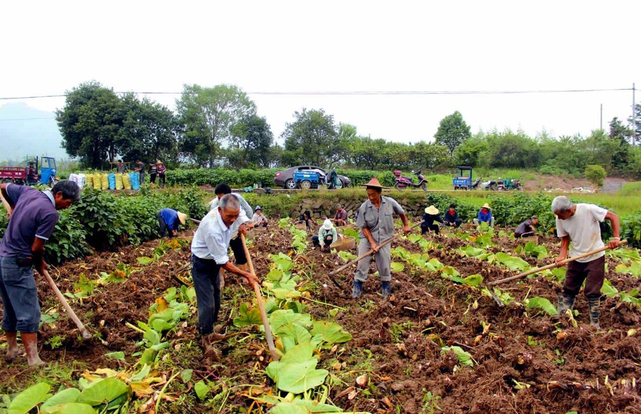 一种丰产农作物曾是农民的"救命粮",今2元1斤农民种植可能亏本