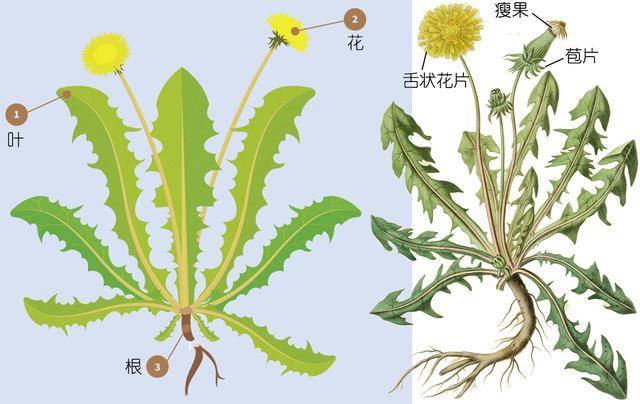 植物日記蒲公英不只是野草它還能當作菜草藥咖啡