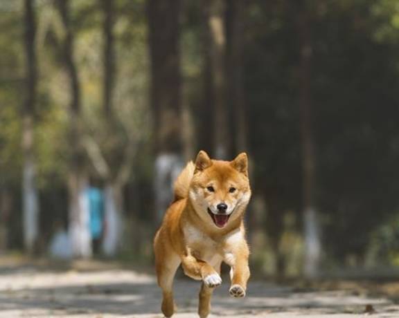 柴犬這3個缺點如果不能接受那還是別養了