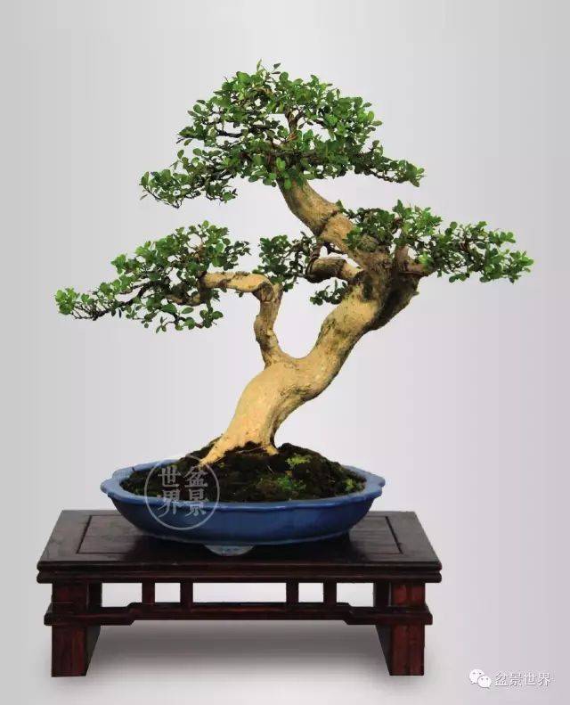 最美的100盆黄杨盆景