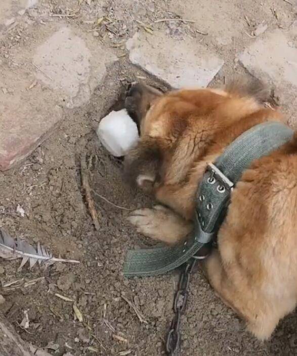 狗狗把馒头埋起来,田园犬公然有私心,留着下餐配肉吃!_手机搜狐网