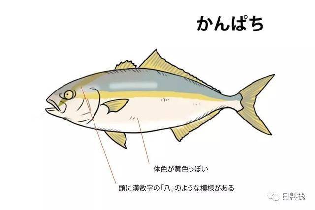 日本特色美食中的鰤鱼！你知道一条鰤鱼有多大吗？_平政